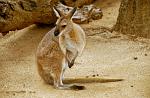 Kangaroo, Alice Springs Desert Park