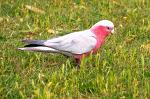 Pink Parrot in the grass