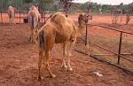 domestic camel at a farmstead, Alice Springs