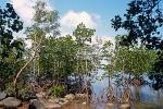 mangrove near Mission Beach