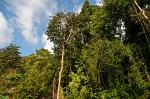 tropical rainforest
