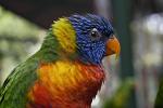 a Rainbow Lorikeet, Trichoglossus haematodus