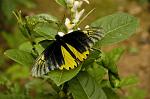 butterfly at the Australian Butterfly Sanctuary in Kuranda