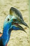 Cassowary, (Casuarius) is a very large flightless bird
