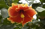 Hibiscus flower