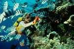 scubadiving at the Great Barrier Reef