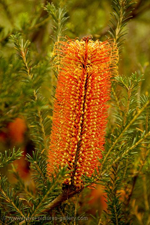 Banksia serrata