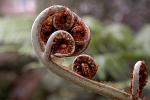 fern tip, Sydney harbour walk
