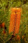 Banksia serrata