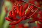 Kangaroo Paw, Anigozanthos