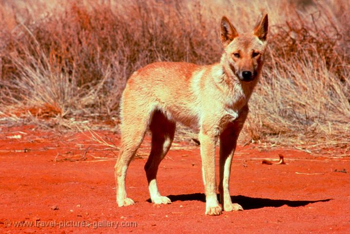 Wild Australian Dingo