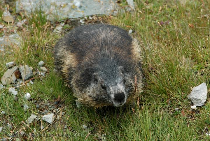 Marmot, murmeltier, National Park Hohe Tauern
