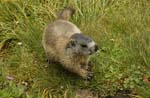 Marmot, murmeltier, National Park Hohe Tauern, Tirol