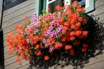 Pictures of Austria - Countryside - Mountains - geranuims on a balcony