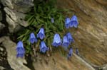 Gentian flowers, Gentiana clusii, enzian
