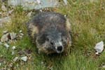Marmot, murmeltier, National Park Hohe Tauern