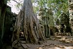 Ta Prohm temple, trees growing on the ruins