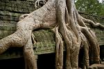 tree taking over at Ta Prohm temple