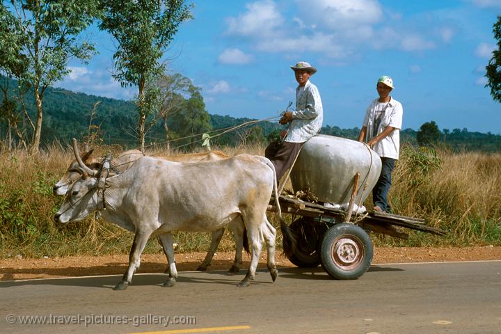 huge jar on an ox-cart, Sihanoukville