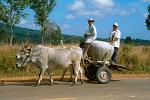 huge jar on an ox-cart, Sihanoukville
