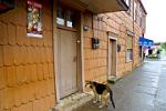 houses made with wood chip walls