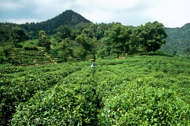 tea plantation in the hills near Hangzhou