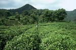 tea plantation in the hills near Hangzhou