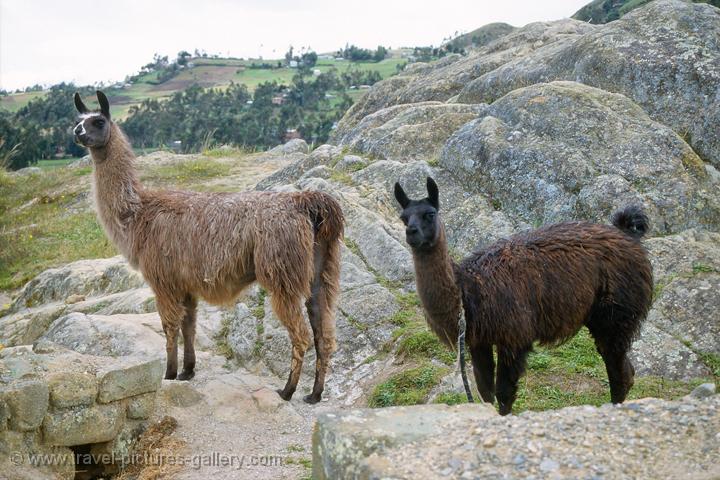 Llamas roaming the site