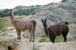 Llamas roaming the site