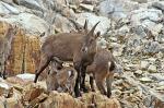 Chamois, mountain goats, at the Lacs Noirs