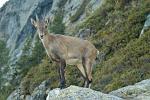 a Chamois, mountain goat at close range
