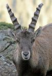 a Chamois, mountain goat