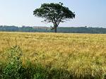 Breton landscape, field of wheat, lonesome tree