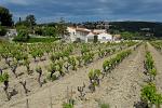 vineyard near Cassis