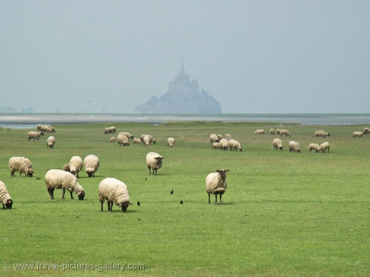 sheep grazing, Mont Saint Michel in the distance