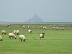 sheep grazing, Mont Saint Michel in the distance