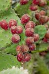 cactus fruit, Eze