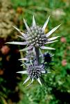 a thistle, local flora