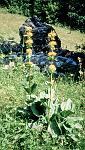 local flora
