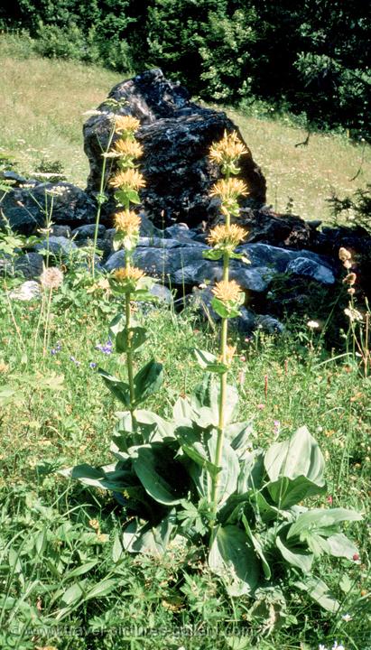 local flora
