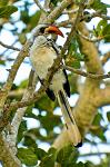 African Grey Hornbill, Tockus nasutus