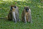 Vervet Monkeys, (Chlorocebus pygerythrus)
