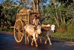 eco-friendly transport by bullock cart
