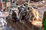 Langur Monkeys, Dhauli Hill, Bhubaneshwar
