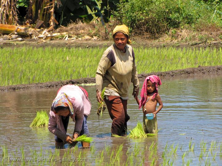 people planting rice