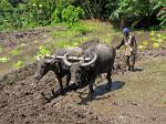 plowing the fields with water buffaloes