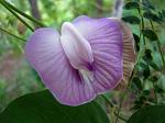 orchid flower