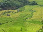 rice terraces, paddy fields