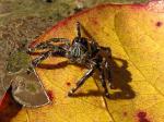 an impressive spider
