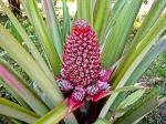 a pineapple plant